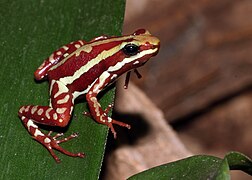 Epipedobates-tricolor-dreistreifen-baumsteiger