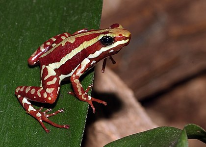 Phantasmal poison frog, by Holger Krisp