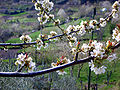 Árbore en flor en Figueiredo