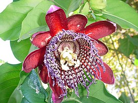 Passiflora alata