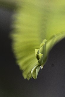 Folha da delonix regia em detalhe