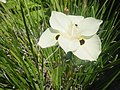 Dietes bicolor California