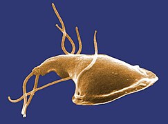 Giardia (Fornicata, Metamonada)