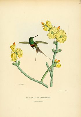 Desenho de 1877 de Louis Victor Bevalet na Histoire naturelle des oiseaux-mouches, ou, Colibris constituant la famille des trochilidés de E. Mulsant e Edouard Verreaux