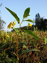 Impatiens noli-tangere разрыв-трава (Украјина и Русија)