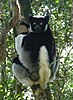 Indri indri (Babakoto), a black lemur with white patches