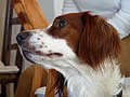 Irish Red and White Setter