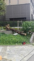 大阪市放出駅東口付近のマンションにおける倒木