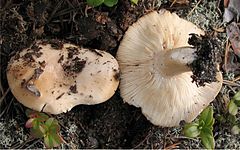 Description de l'image Lactarius musteus 73831.jpg.