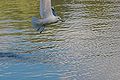 Larus Canus fishing (5)