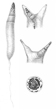 Succinea putris에 기생하는 Leucochloridium paradoxum