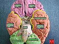 Inferior view of cerebrum.