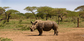 Rhinocéros blanc dans la réserve d'Hluhluwe-Umfolozi (Afrique du Sud). (définition réelle 2 681 × 1 308)