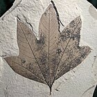 Macginitiea gracilis leaf fossil