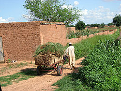 Agriculture in Tibiri Department