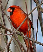 A male Northern Cardinal