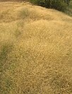 field of Panicum effusum