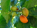 花生醬果（英语：Bunchosia glandulifera） Peanut butter fruit