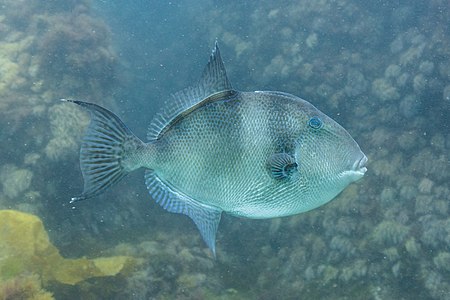 Grey triggerfish, by Poco a poco