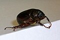 Phyllophaga 属の一種。根を食べる。