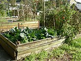 Picardo Farm, Wedgwood neighborhood, Seattle, Washington: A community allotment garden with raised beds for the physically disabled.