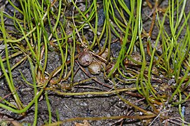 Esporocarpos maduros na base das frondes de Pilularia globulifera