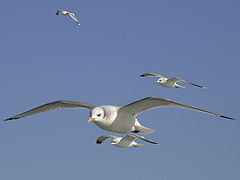 Mouette tridactyle en vol.