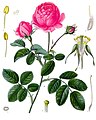 Rosa centifolia L.