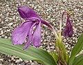 Roscoea tumjensis Cowley