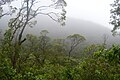 Scalesia forest inside the Cerro Pajas crater.