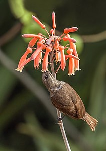 Scarlet-chested sunbird, by Charlesjsharp