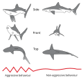 Image 25Postural elements of the agonistic display of the Gray Reef Shark (from Shark agonistic display)