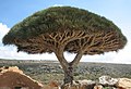 Image 4dragon's blood tree (Dracaena cinnabari) in Socotra