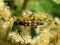 Strangalia attenuata (Linné, 1758) ♂