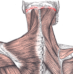 Posterior view of superior nuchal line (labeled in red) and muscles connecting to it.