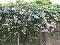 Growing on a fence