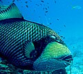 Balistoides viridescens, the Titan triggerfish, will guard its nest aggressively if eggs are present. Attacks can be severe and leave wounds requiring stitches.[2]