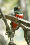 Trogon elegans