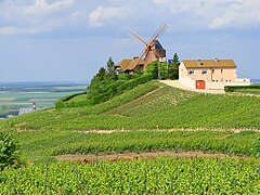 Le moulin à vent de Verzenay