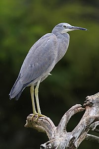 White-faced heron, juvenile, by Fir0002