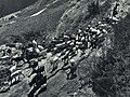 1965-6 1965年 巴塘县巴汪人民公社的羊群