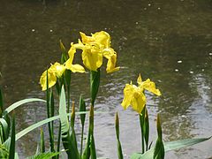 Iris faux acore.