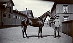 Adrian Gustaf Eugen Florman från Livregementets dragoner, Kavalleriets officersvolontärsskola i Umeå garnison med hästen Fantome.