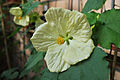 Abutilon Bella Vanila