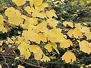 義大利楓（Acer opalus）的樹葉