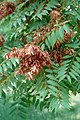 Ailanthus altissima