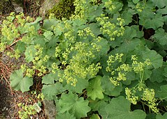 Description de l'image Alchemilla mollis kz04.jpg.