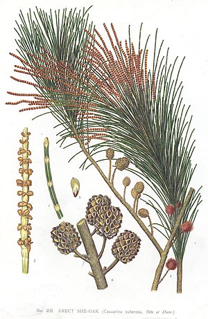 Allocasuarina littoralis