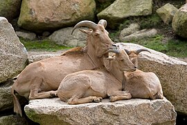 Barbary sheep