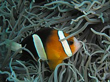 Un poisson à l'avant orange, l'arrière noir et la queue blanche. Il a deux barres verticales blanches et son museau est blanchâtre.